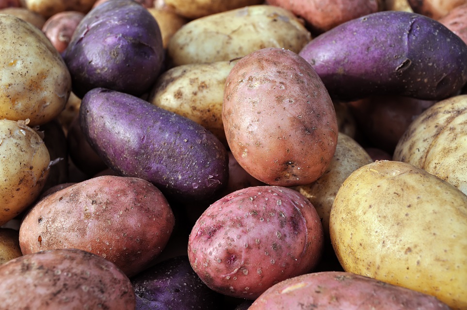 different potatoes after the harvesting