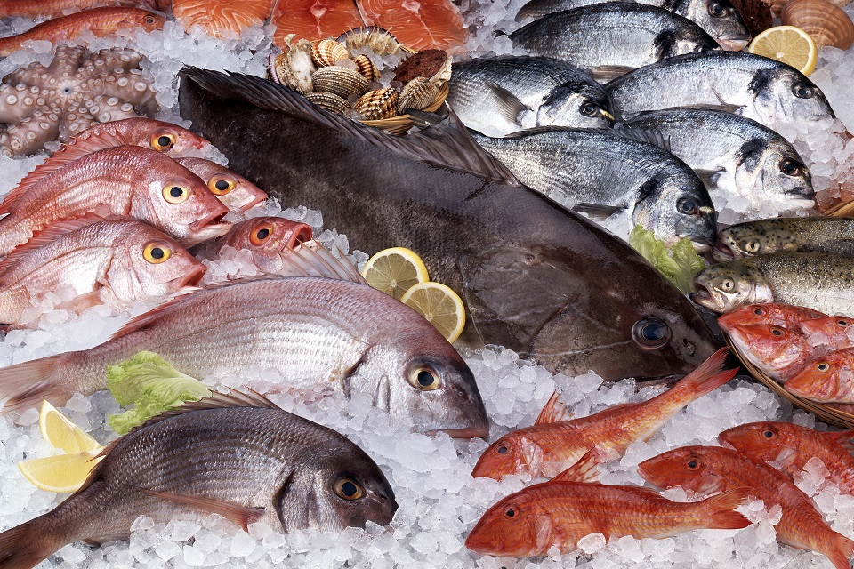 iStock_000013512124_XXXLarge-Fish-resized