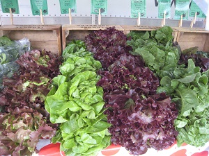 lettuce-small