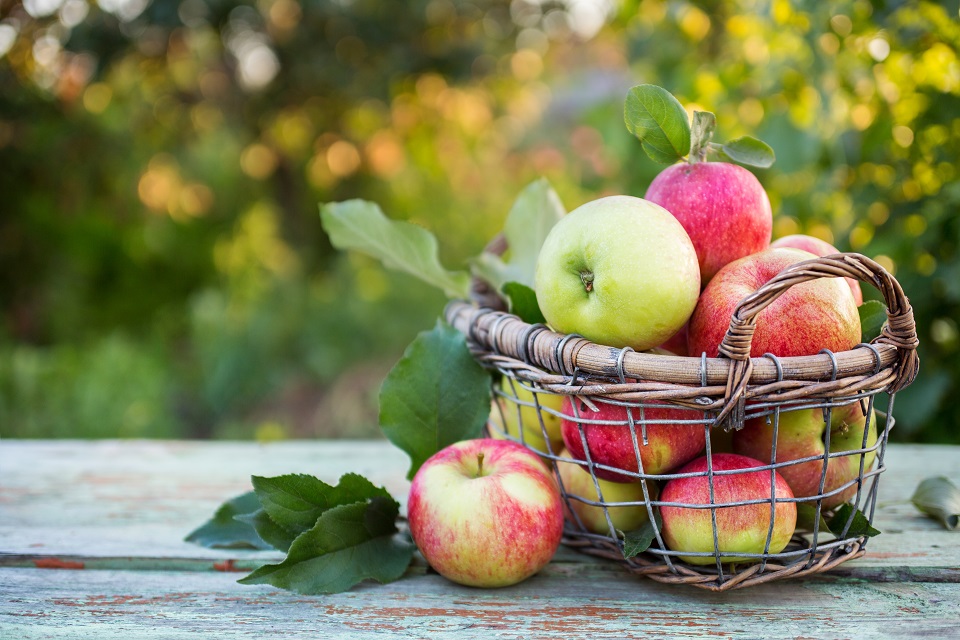Fresh ripe apples in the basket.
