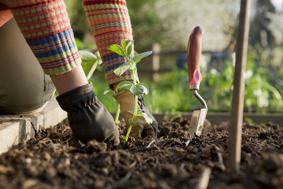 Gardener Planting On Broad Bean Plants