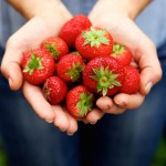 Handful of delicious red strawberries