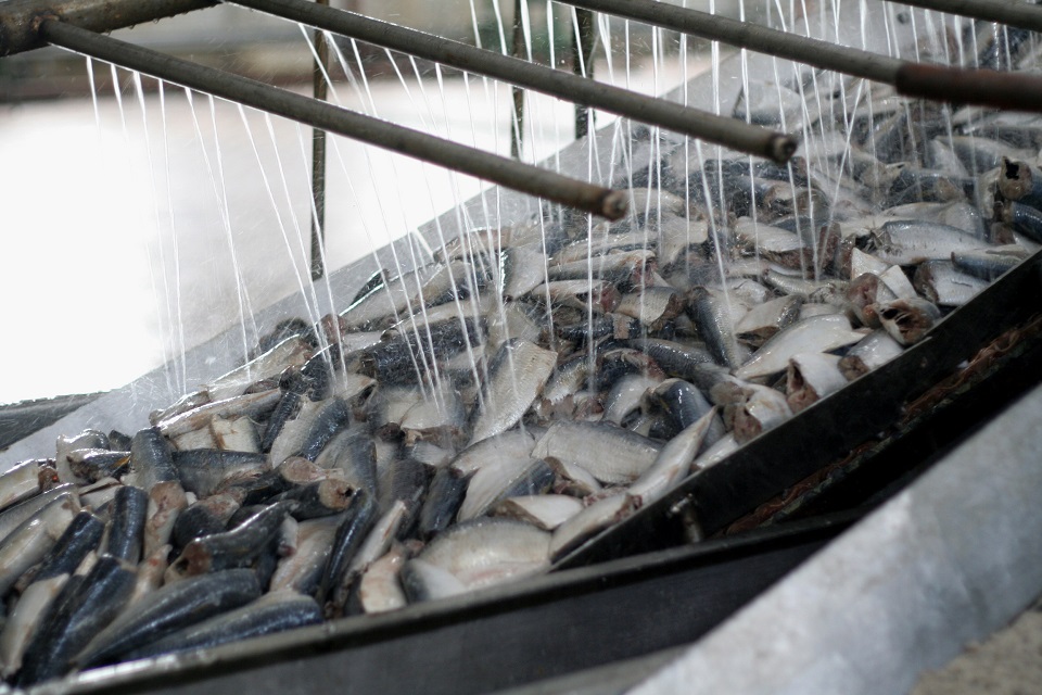 fish plant