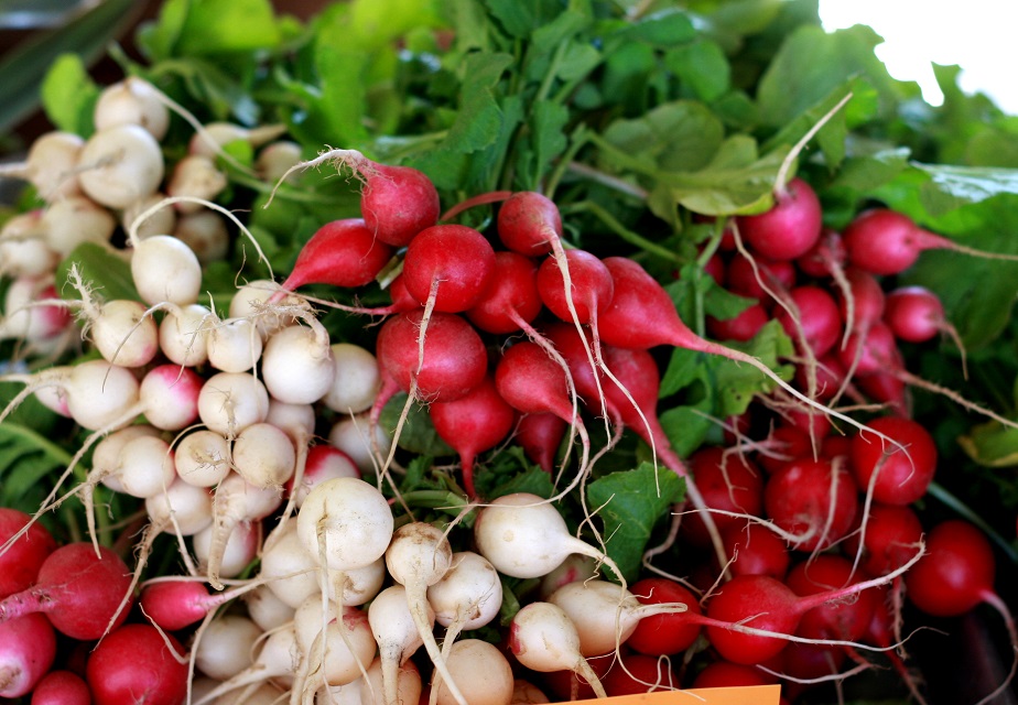 Red and White Radishes