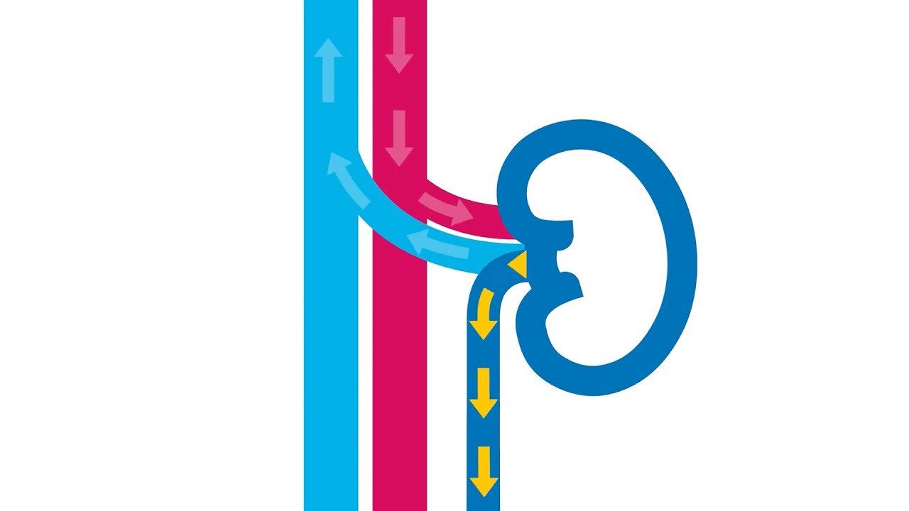 What Are Kidneys and How Do They Work? Cover Image