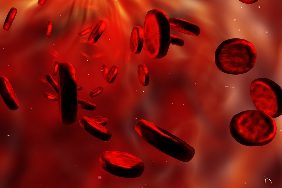 Red blood cells.