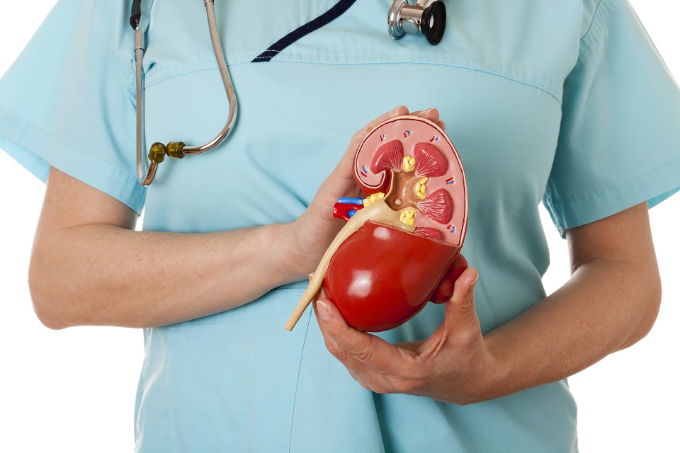 Nurse with stethoscope holding anatomical model of healthy human kidney. White background.