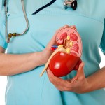 Nurse with stethoscope holding anatomical model of healthy human kidney. White background.