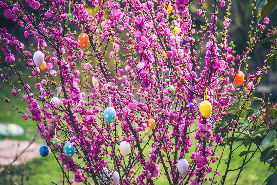 Spring tree with fucia flowers and decorated Easter eggs hanging on branches