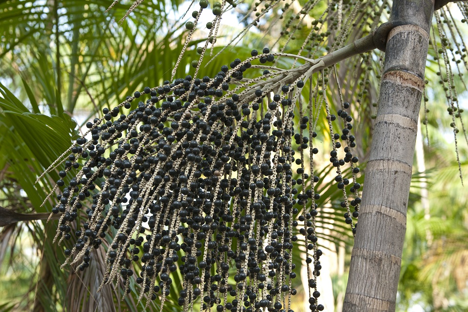 Açai Palm tree