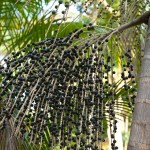 Açai Palm tree
