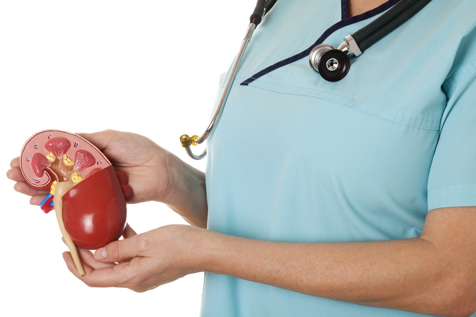 Nurse with healthy kidney