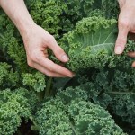 Farm worker inspecting organic kale leaves.