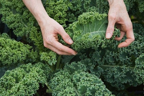 Farm worker inspecting organic kale leaves.