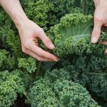 hands holding kale leaves