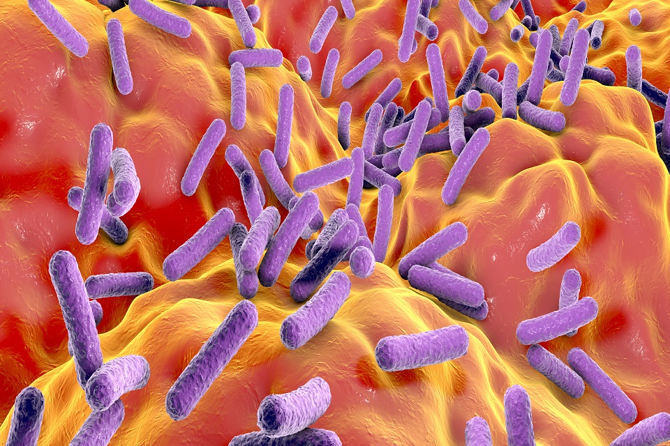 Faecalibacterium prausnitzii bacteria, illustration.