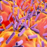 Faecalibacterium prausnitzii bacteria, illustration.