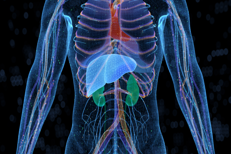 Liver Kidney 960