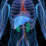 Liver Kidney 960