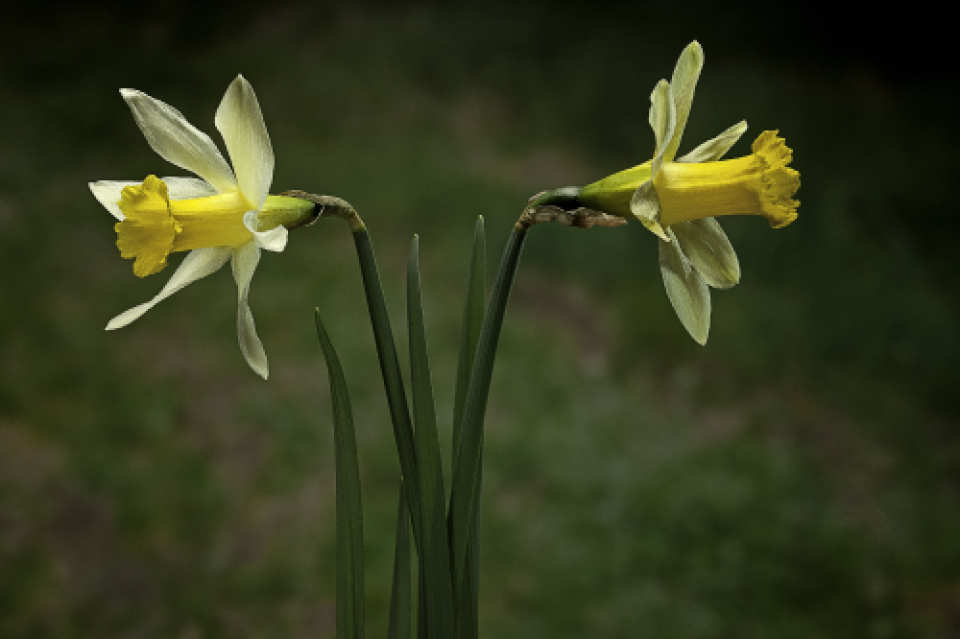 Lenten 960x640