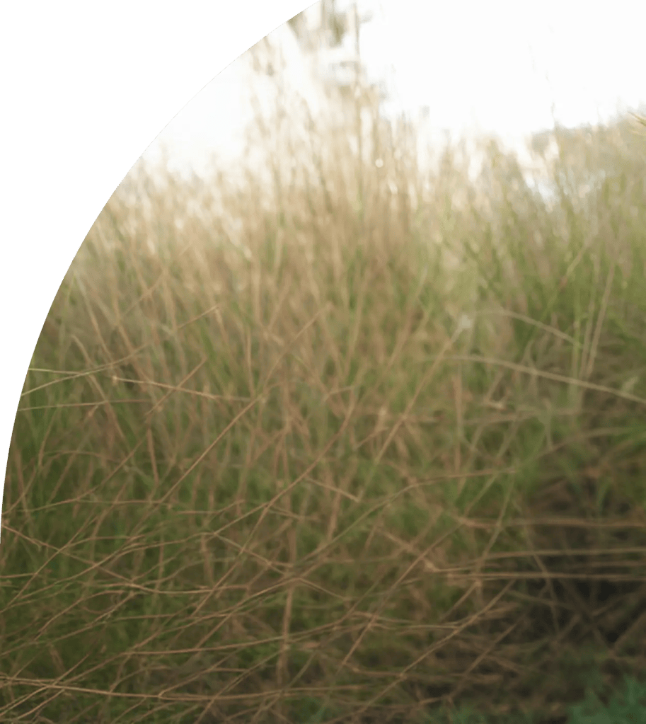Shape